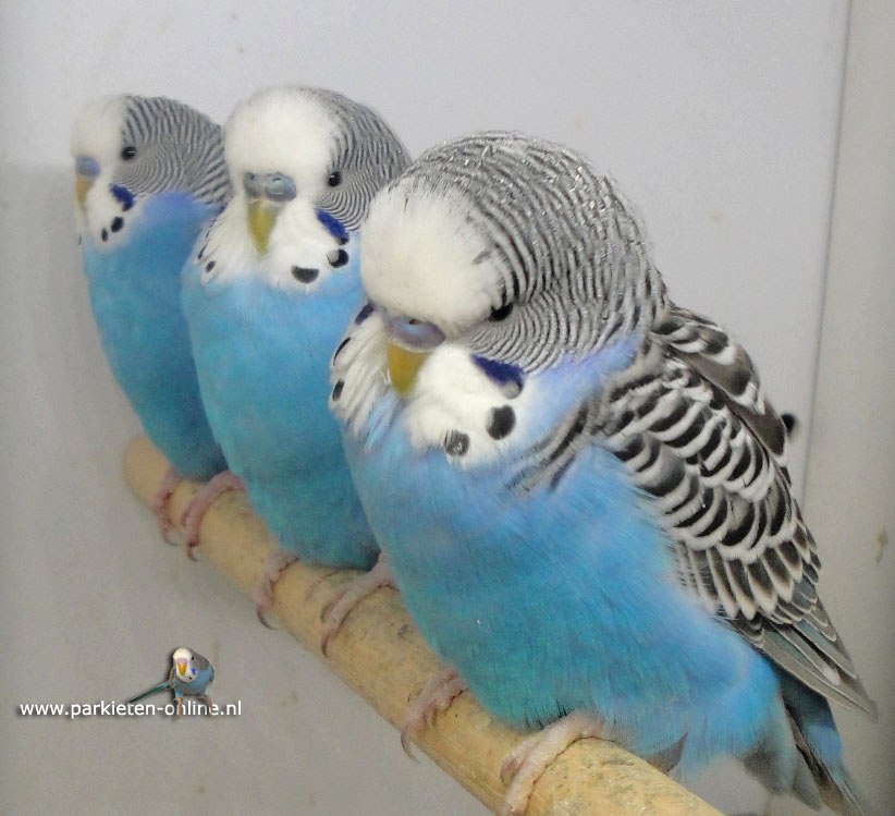 Blauwe grasparkieten