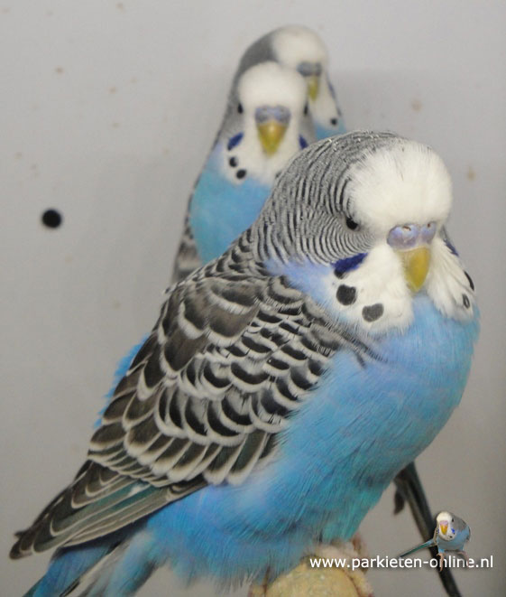 Blauwe grasparkieten