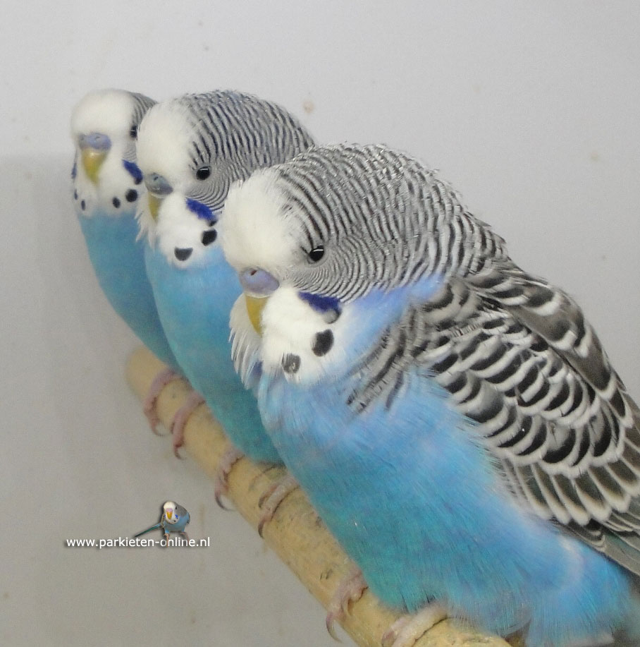Blauwe grasparkieten