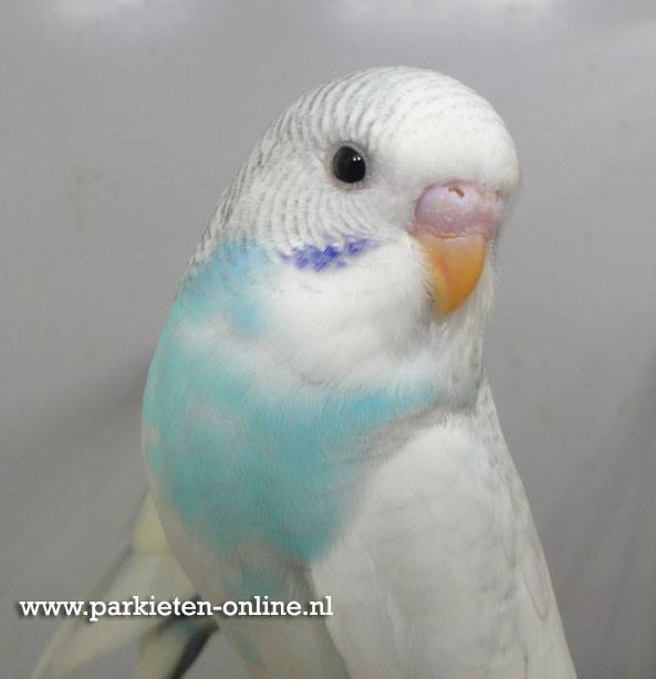 Grasparkiet gezoomd blauw