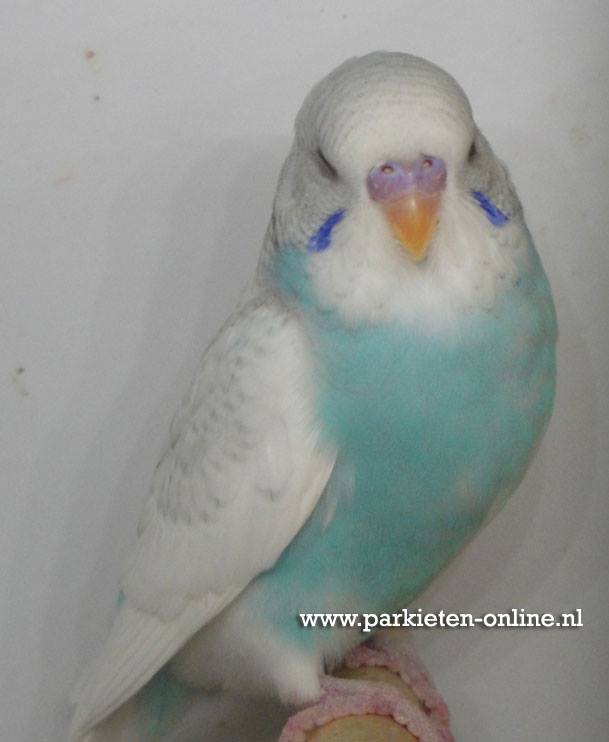 Grasparkiet gezoomd blauw