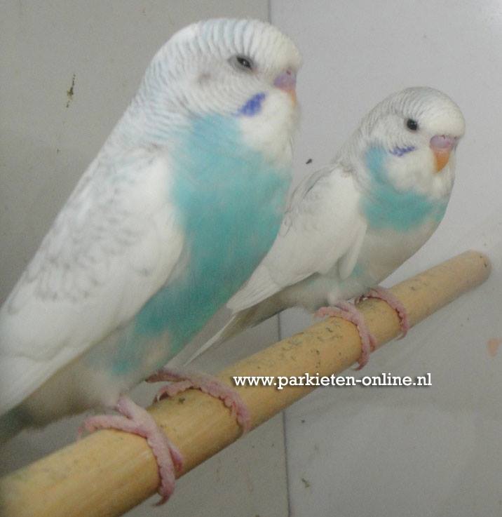 Grasparkieten gezoomd blauw