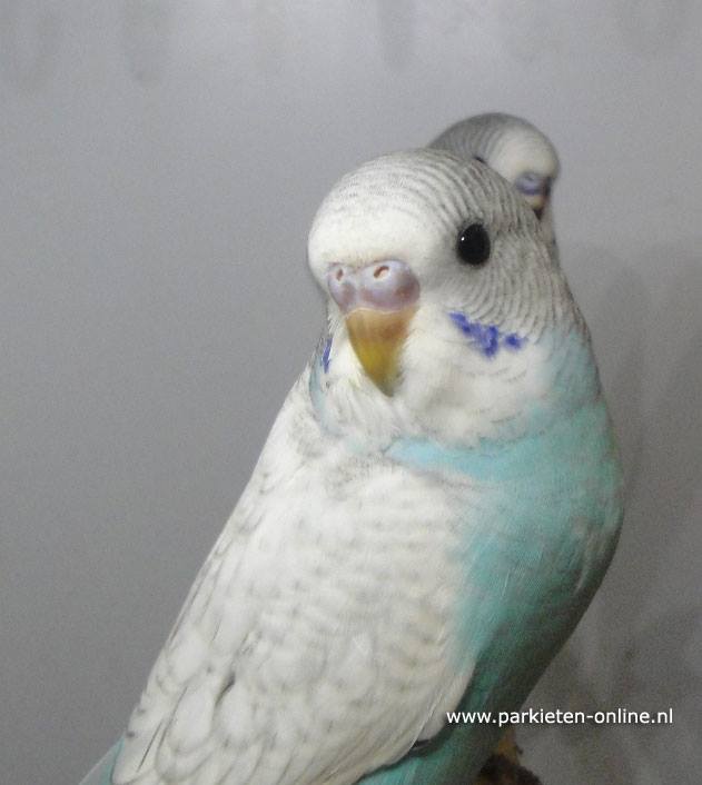 Grasparkieten gezoomd blauw