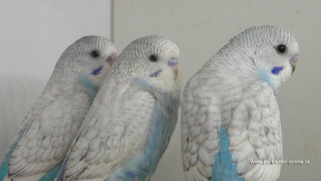 Grasparkieten gezoomd blauw