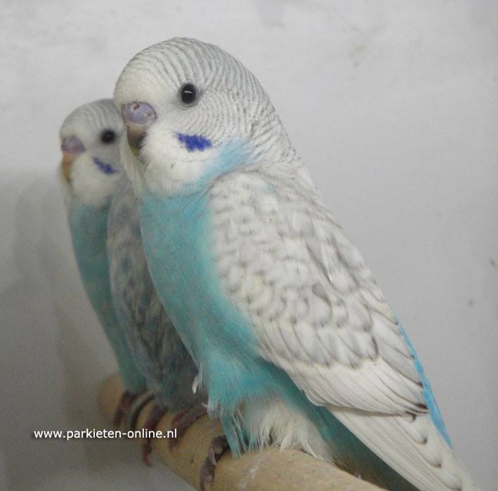 Grasparkieten gezoomd blauw